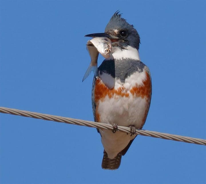 The 200 Level: The Kingfisher Cometh